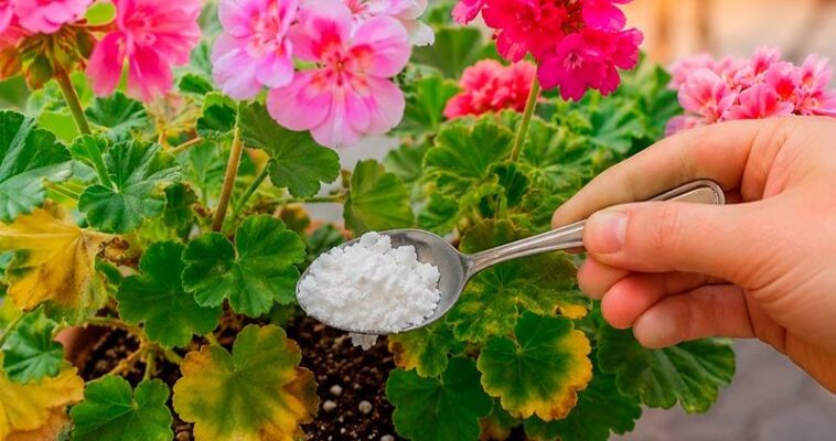 Хитрість, від якої герань зацвітає миттєво: секрет пишного цвітіння на підвіконні