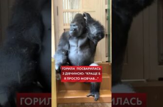 «Коли розлютив кохану»: у мережі регочуть з горили, яка переживає сімейну драму