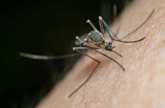 Комарі в Україні можуть переносити небезпечного паразита: лікарі назвали тривожні симптоми