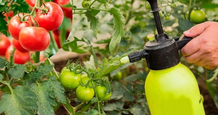 Збирайте відра врожаю: два секретні засоби від фітофтори, які є на кожній кухні