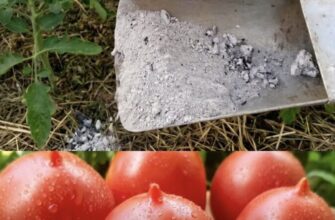 Розкрито секретну стратегію підживлення томатів у червні для рекордного врожаю