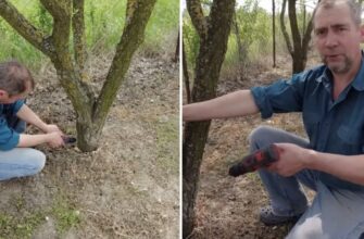 Дерево засохне разом із корінням: як назавжди позбутися небажаної порослі на ділянці