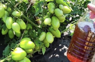 Секрет багатого врожаю: народний метод, про який мовчать сусіди