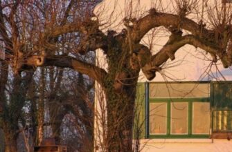 Давні прикмети не брешуть: чому це дерево категорично заборонено садити біля хати