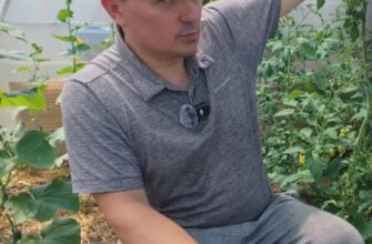 Секретна формула для томатів: як досягти рекордного врожаю на дачі