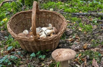 Смачніші за білі: у лісах розпочався сезон унікальних грибів