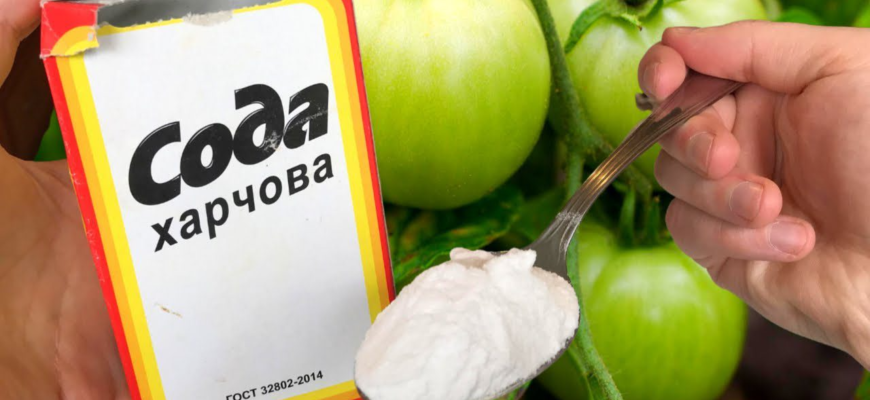 Сода від фітофтори: надійний захист чи марна трата часу для городника
