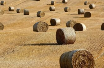 Ціни на землю в Україні стрімко злетіли: скільки тепер коштує гектар