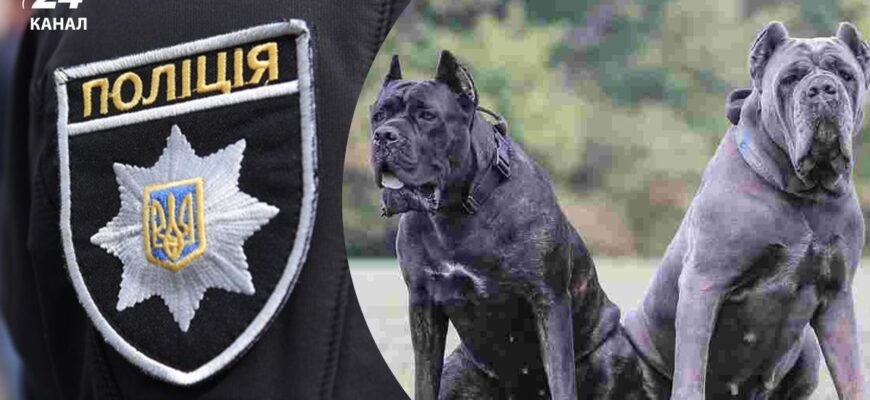 Трагедія через недбалість: собаки на смерть пошматували літню жінку