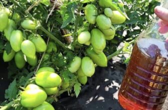 Секрет розкішного врожаю: чим досвідчені дачники підживлюють рослини влітку