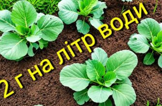 Білокрилка боїться цього як вогню: один простий метод захисту капусти