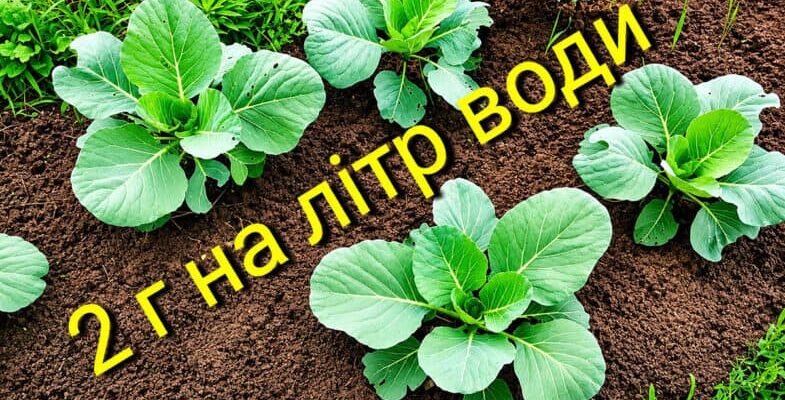 Білокрилка боїться цього як вогню: один простий метод захисту капусти