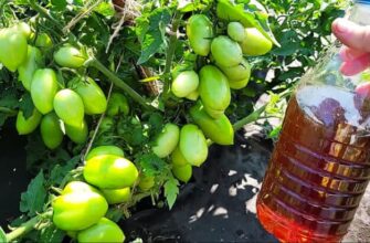 Секретний інгредієнт для городу: чим насправді варто поливати рослини влітку