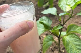 Ллю під Перці в червні — і вони пруть як «скажені». Підживка на «великий врожай»