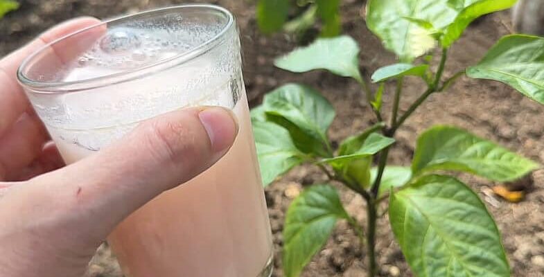 Ллю під Перці в червні — і вони пруть як «скажені». Підживка на «великий врожай»