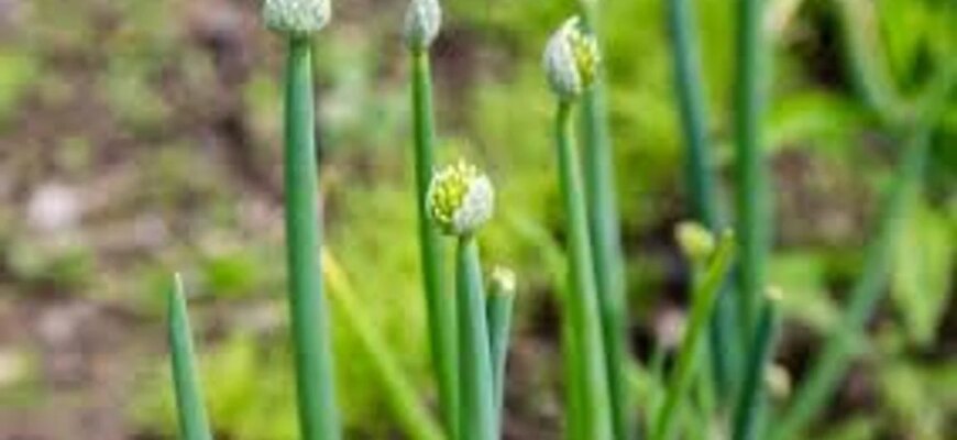 Чому замість врожаю на городі лише квіти: головні причини городніх невдач