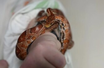 Змія-ветеранка: неймовірна історія незвичного «бійця», що знайшов прихисток у волонтерів