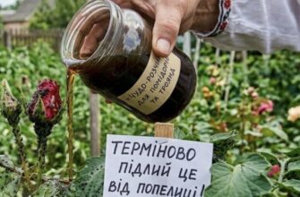 Попелиця з’їдає город за одну ніч: як врятувати врожай без дорогої хімії