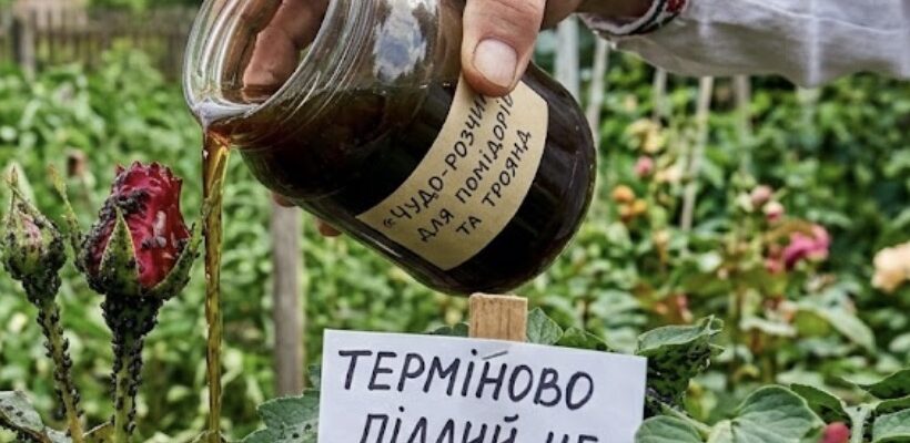 Попелиця з’їдає город за одну ніч: як врятувати врожай без дорогої хімії