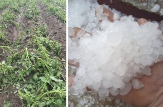 Стихія знищила врожай за лічені хвилини: наслідки негоди на Тернопільщині