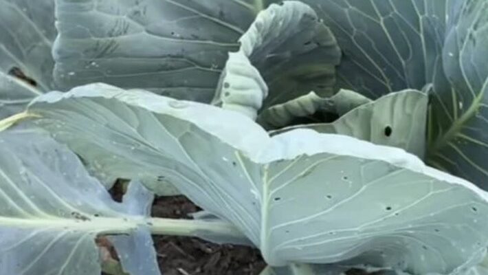 Секретний метод боротьби зі шкідниками: як врятувати капусту без хімії