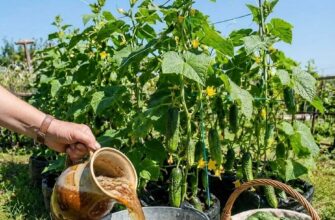 Збирайте відрами до морозів: чим підживити огірки в липні