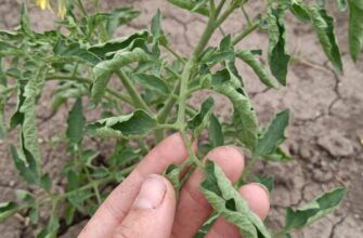 🍅 У томатів почало скручуватися листя? Не поспішайте хвилюватися — врожай ще можна врятувати!