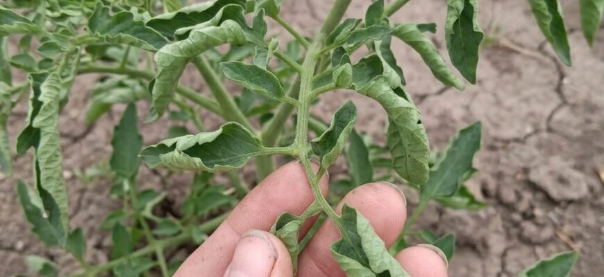 🍅 У томатів почало скручуватися листя? Не поспішайте хвилюватися — врожай ще можна врятувати!