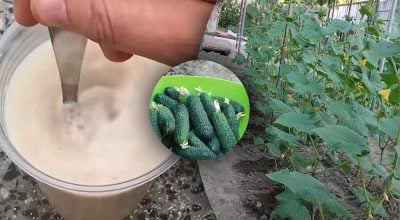 Секрет щедрого врожаю: що зробити з огірками у липні для миттєвого результату