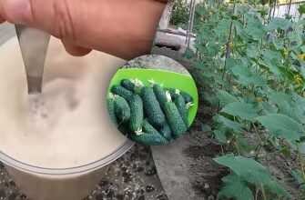 Секретний метод для вашого городу: як змусити огірки родити до самих холодів