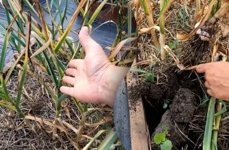 Коли викопувати озимий часник: городник розкрив секрет великого врожаю