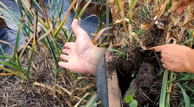Коли викопувати озимий часник: городник розкрив секрет великого врожаю
