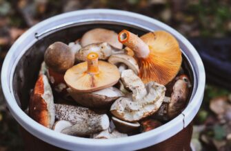 Чому гриби не можна мити водою: кулінарний лайфхак, який збереже аромат
