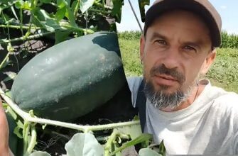 Чому гниє кавун на грядці: три причини та швидкі способи порятунку