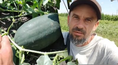 Чому гниє кавун на грядці: три причини та швидкі способи порятунку