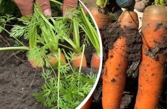 Морква буде гіркою та кривою: фатальна помилка українців у липні