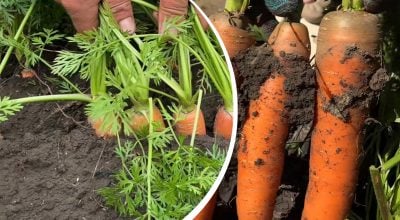 Морква буде гіркою та кривою: фатальна помилка українців у липні
