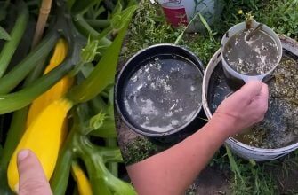 Не чіпайте ці квітки: проста помилка, що знищує врожай кабачків