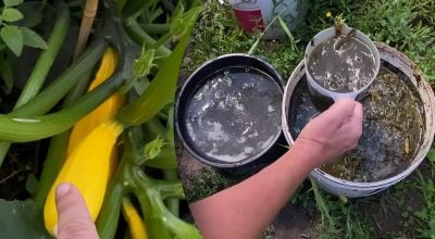 Не чіпайте ці квітки: проста помилка, що знищує врожай кабачків