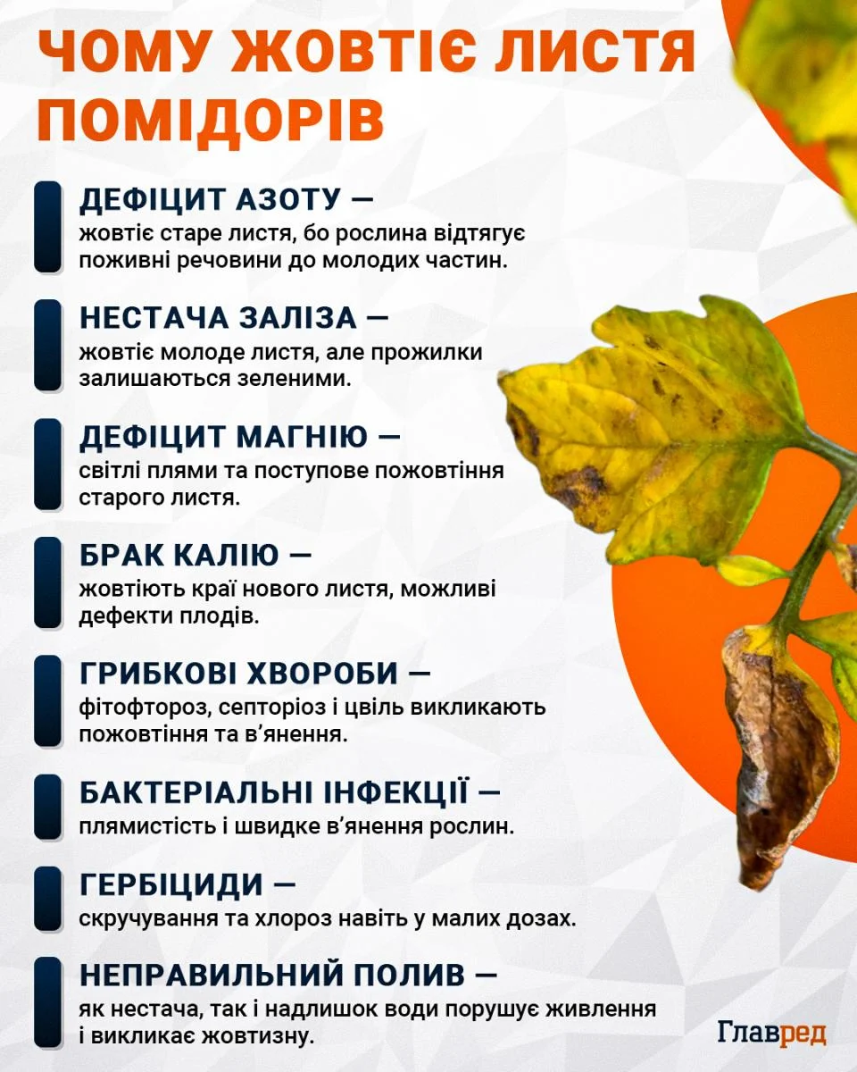 Як змусити зелені помідори швидко почервоніти: перевірені способи для прискорення дозрівання 🍅 2 Чому жовтіє листя помідорів