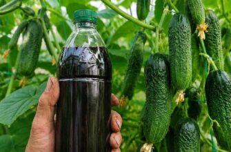 Друга половина липня на городі: що зробити з огірками, щоб врятувати врожай