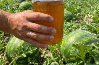🍉 Дайте кавунам це просте підживлення — і вони виростуть великими, соковитими та неймовірно солодкими