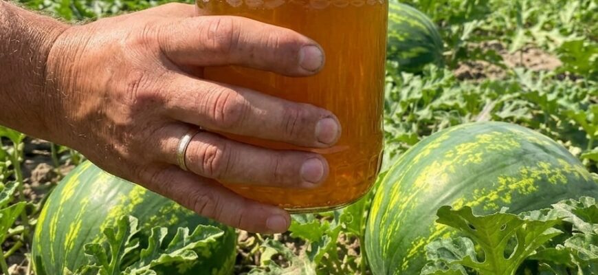 🍉 Дайте кавунам це просте підживлення — і вони виростуть великими, соковитими та неймовірно солодкими