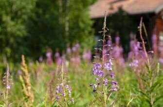 Зелені хащі замість городу: хто ризикує отримати солідний штраф