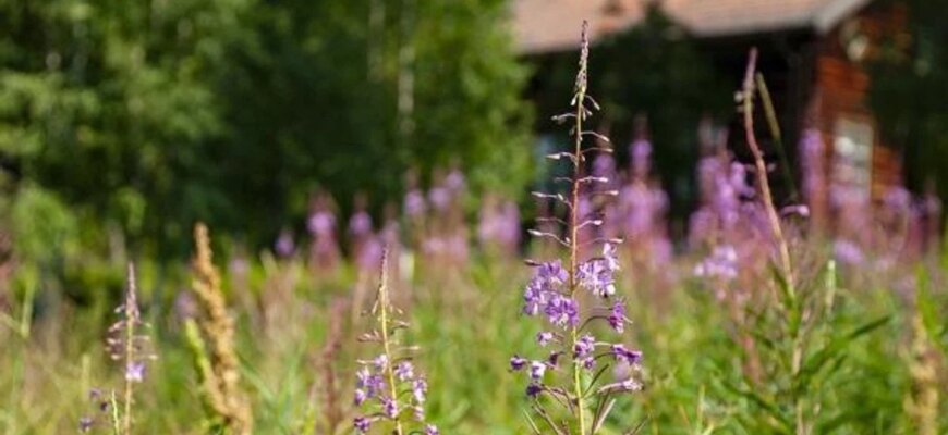 Зелені хащі замість городу: хто ризикує отримати солідний штраф