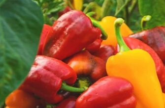 У серпні перець потребує особливих добрив для формування великих та м’ясистих плодів