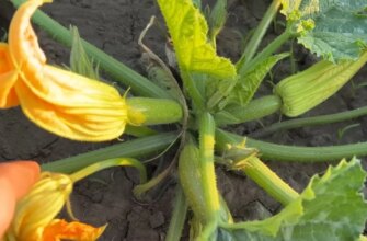 Збиратимете відрами: чим підживити кабачки у липні для рекордного врожаю