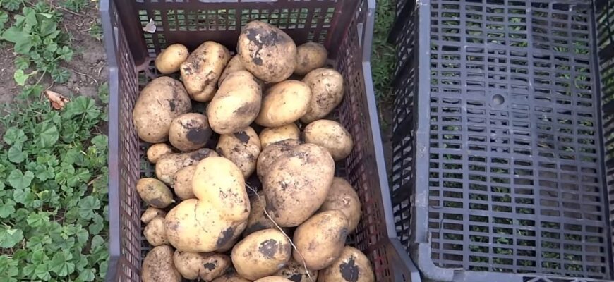 Картопля по 6,5 грн: через знищення 30% врожаю посухою ціна до листопада злетить удвічі