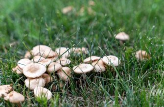 Смертельна закуска: що трапилося з однорічною дитиною на Львівщині