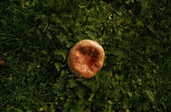 Маслюки йдуть у кошик: де і коли їх шукати